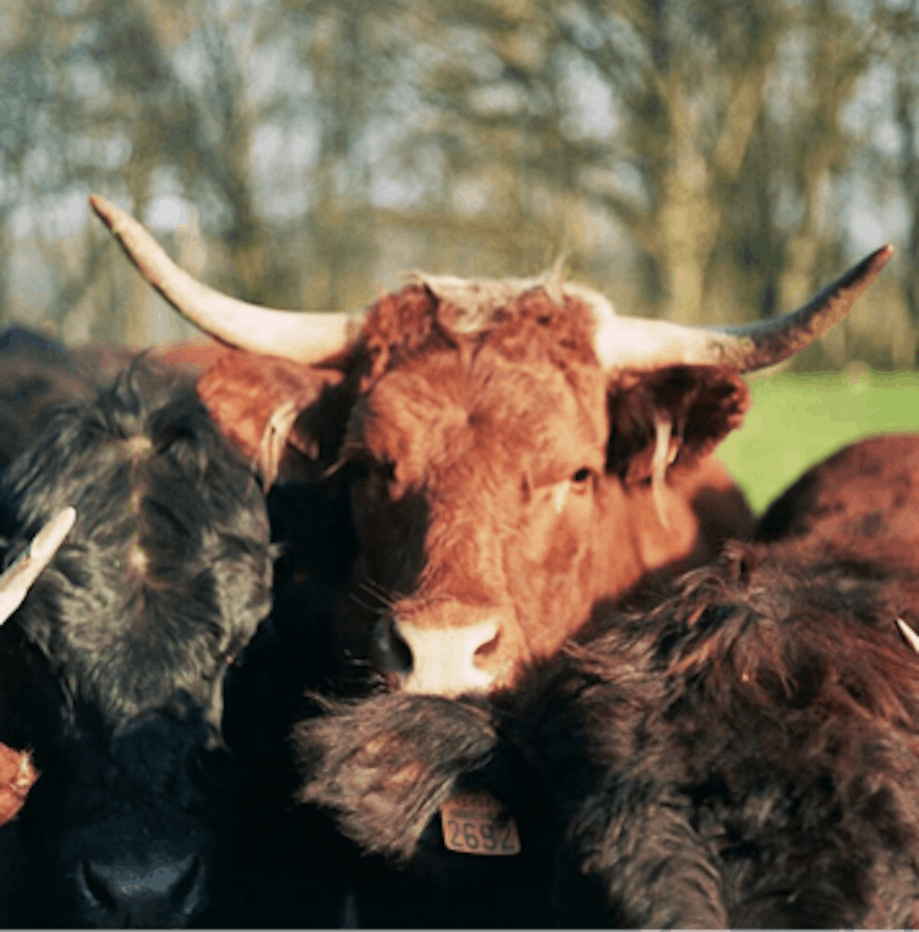 Aux pâturages viande PNY ecotable