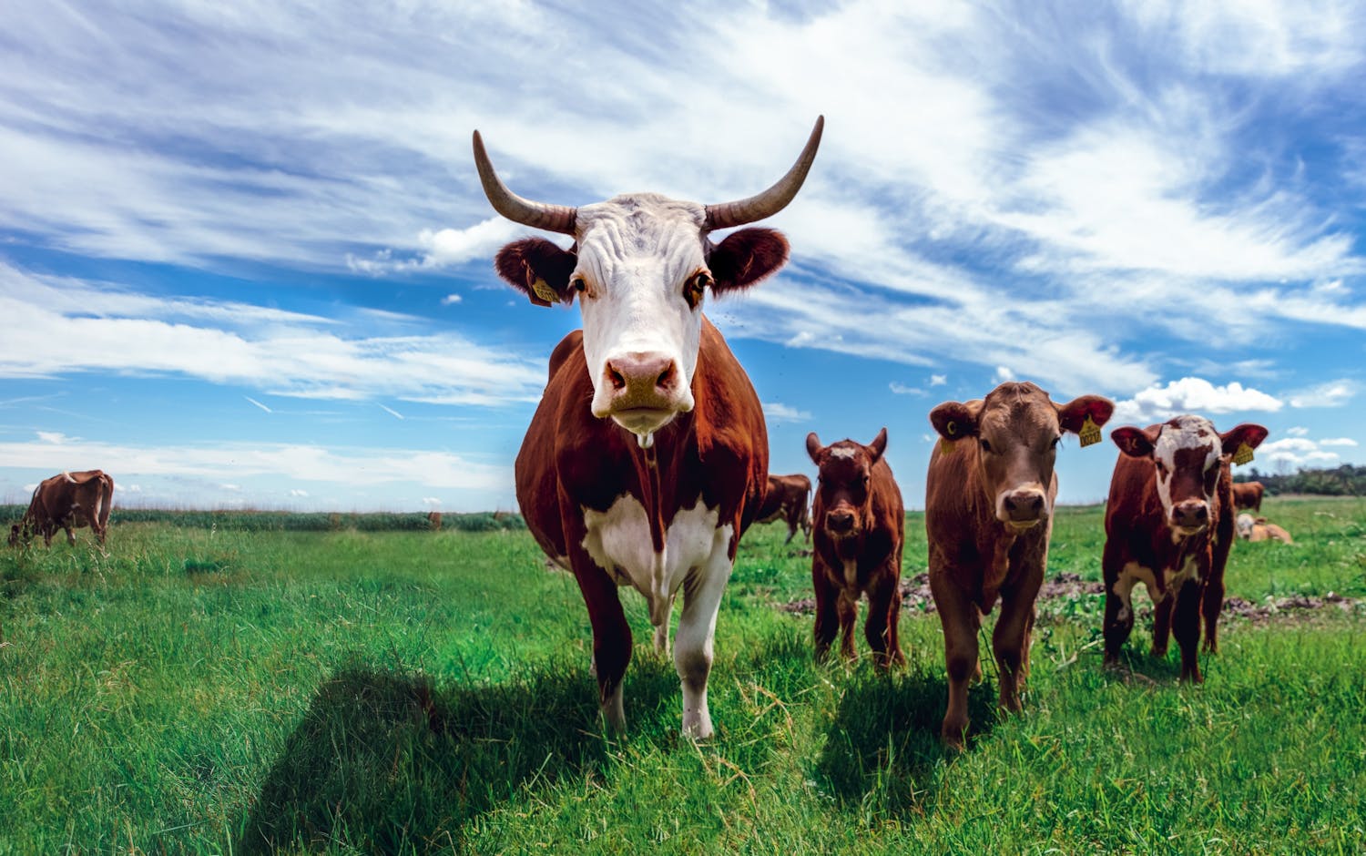 Des vaches @Jonas Koel