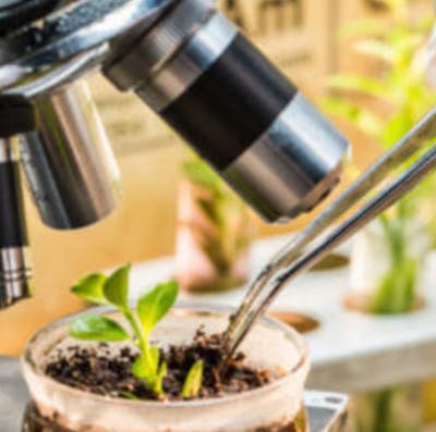 #98 - Est-on en train d'autoriser des nouveaux OGM avec les NTG ? avec Yves Bertheau, biologiste spécialiste des OGM