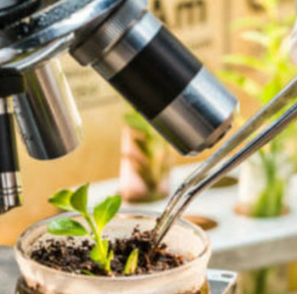 Est-on en train d'autoriser des nouveaux OGM avec les NTG ? avec Yves Bertheau, biologiste spécialiste des OGM