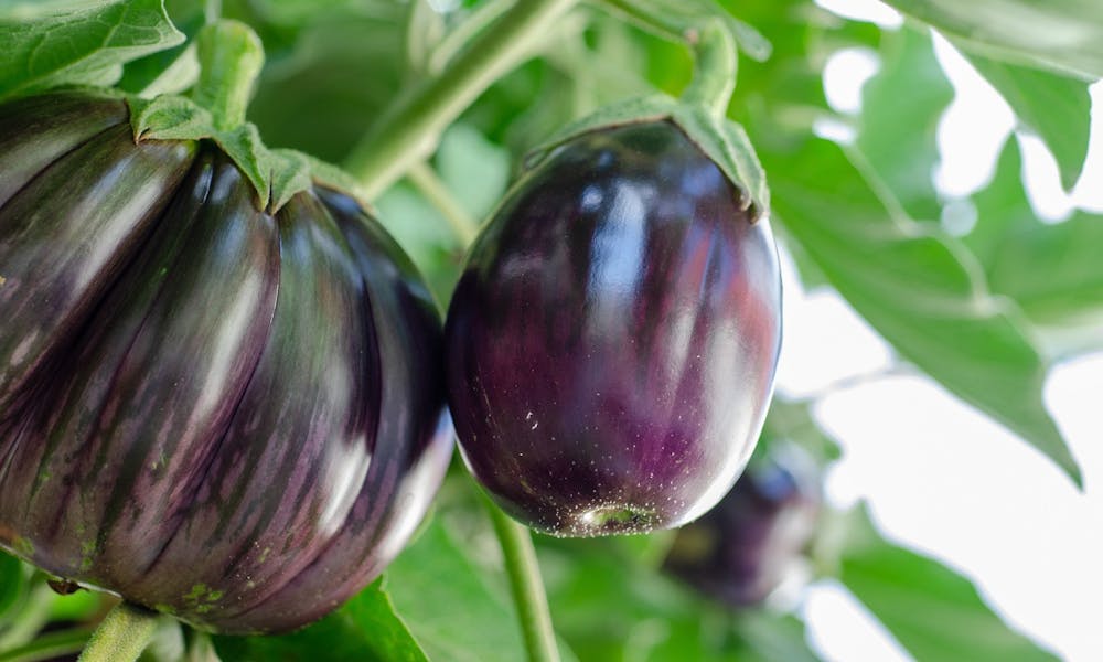 Recette aux aubergines