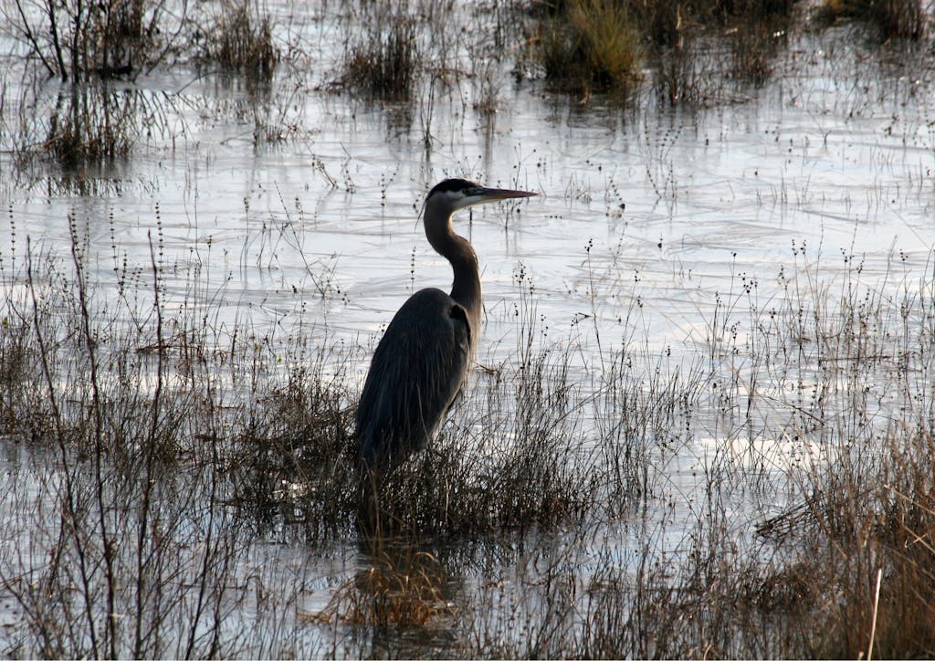 Un oiseau dans le marais