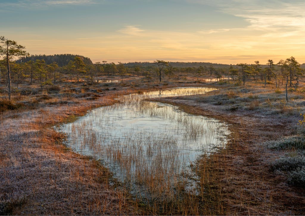 Marais