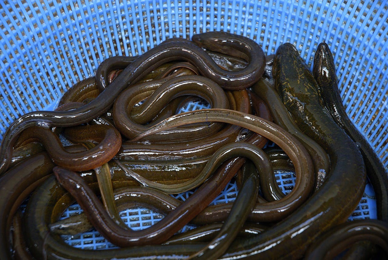 Panier d'anguilles pêchées