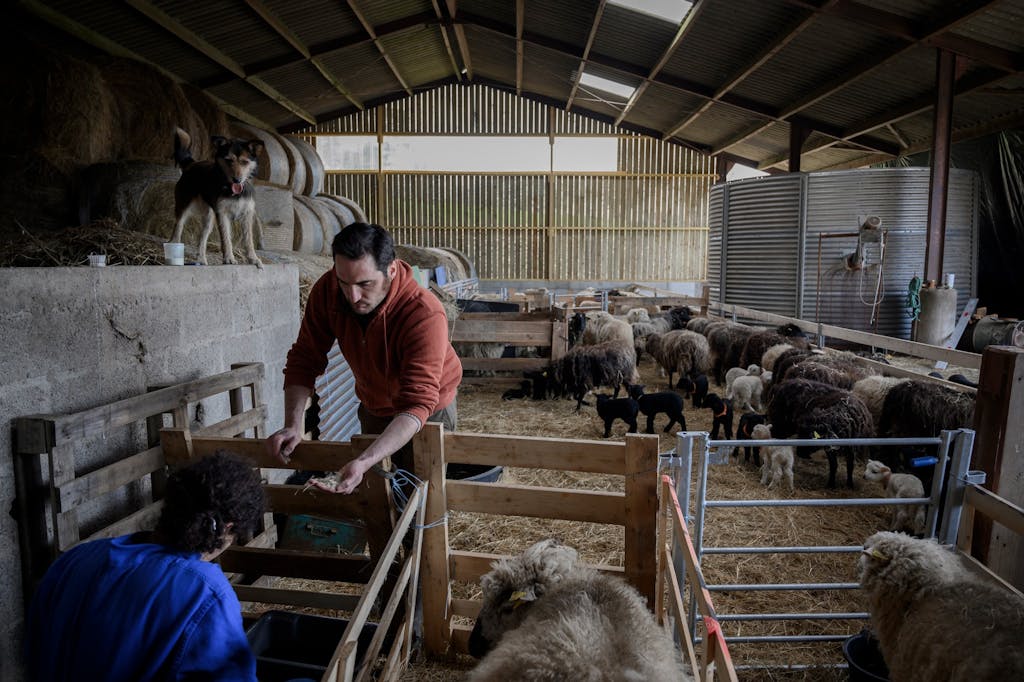 Ferme, élevage La Morinais