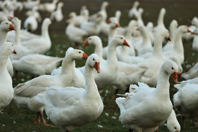 La grippe aviaire provoque chaque année la mort de millions d’oiseaux