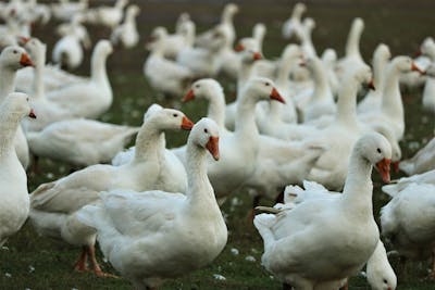 La grippe aviaire provoque chaque année la mort de millions d’oiseaux