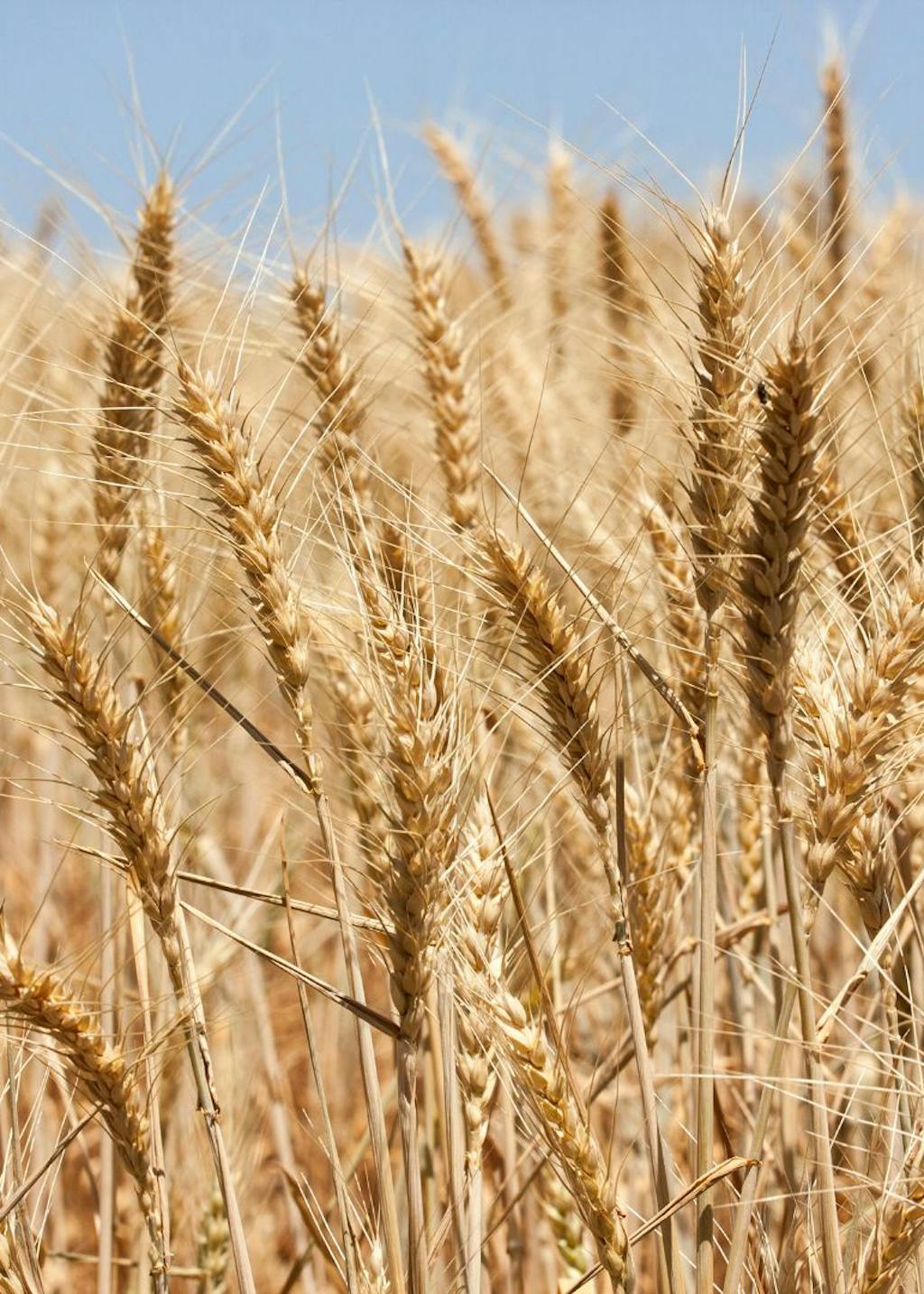 Culture du blé