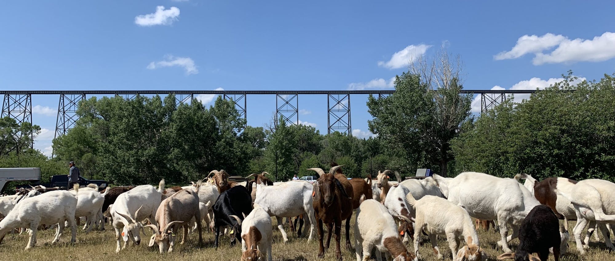 A large group of goats grazing