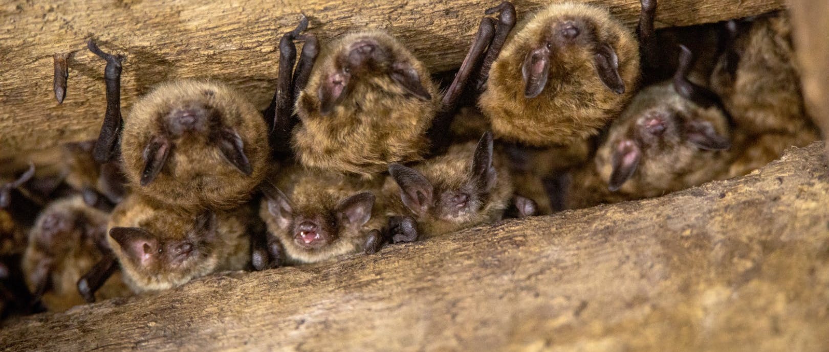 A group of bats