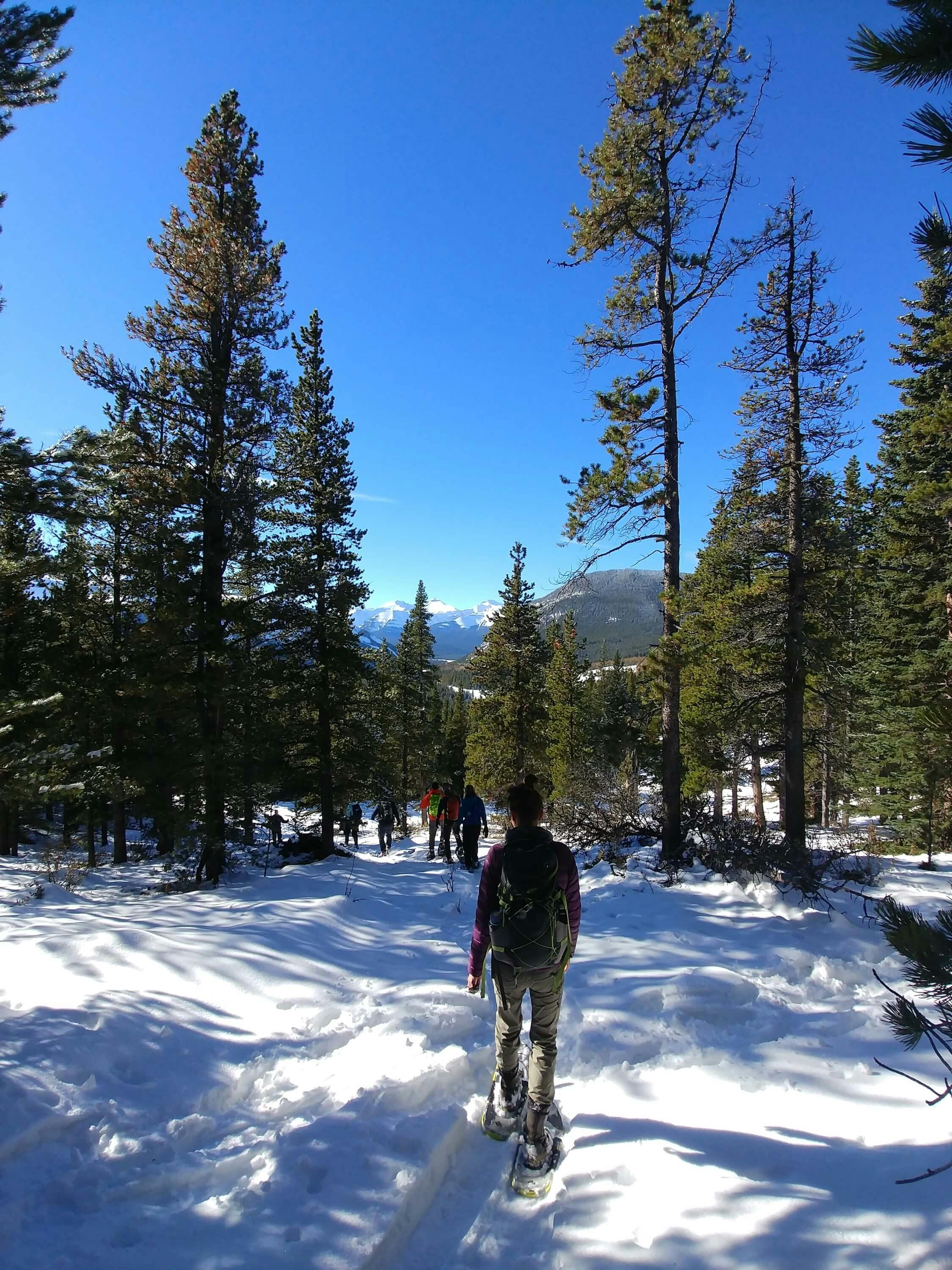 A team of snowshoers walks through a snowy forest.