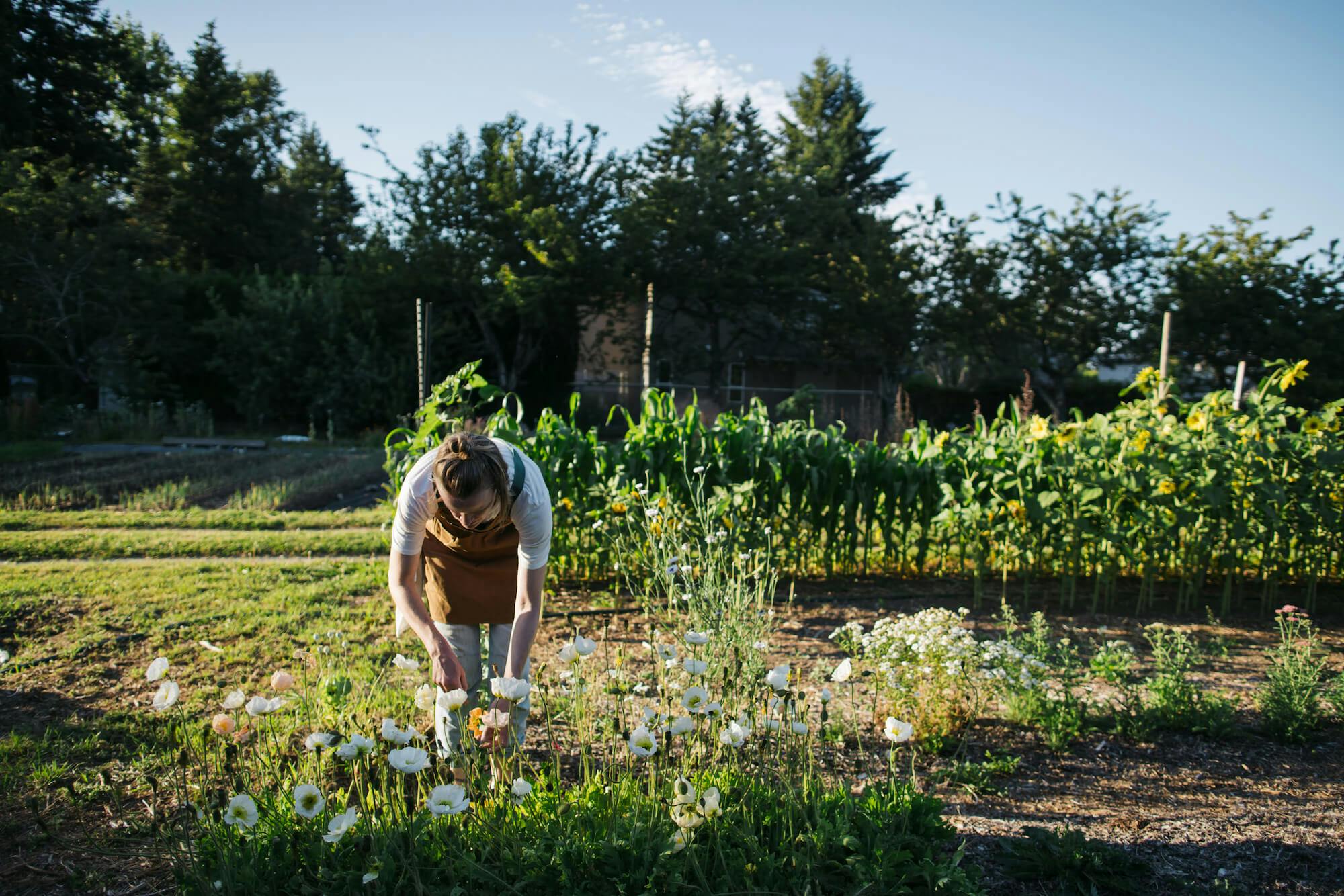 A woman picks flowers in a garden