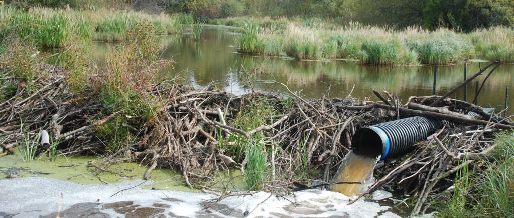 Beaver dam impeded by a water drain