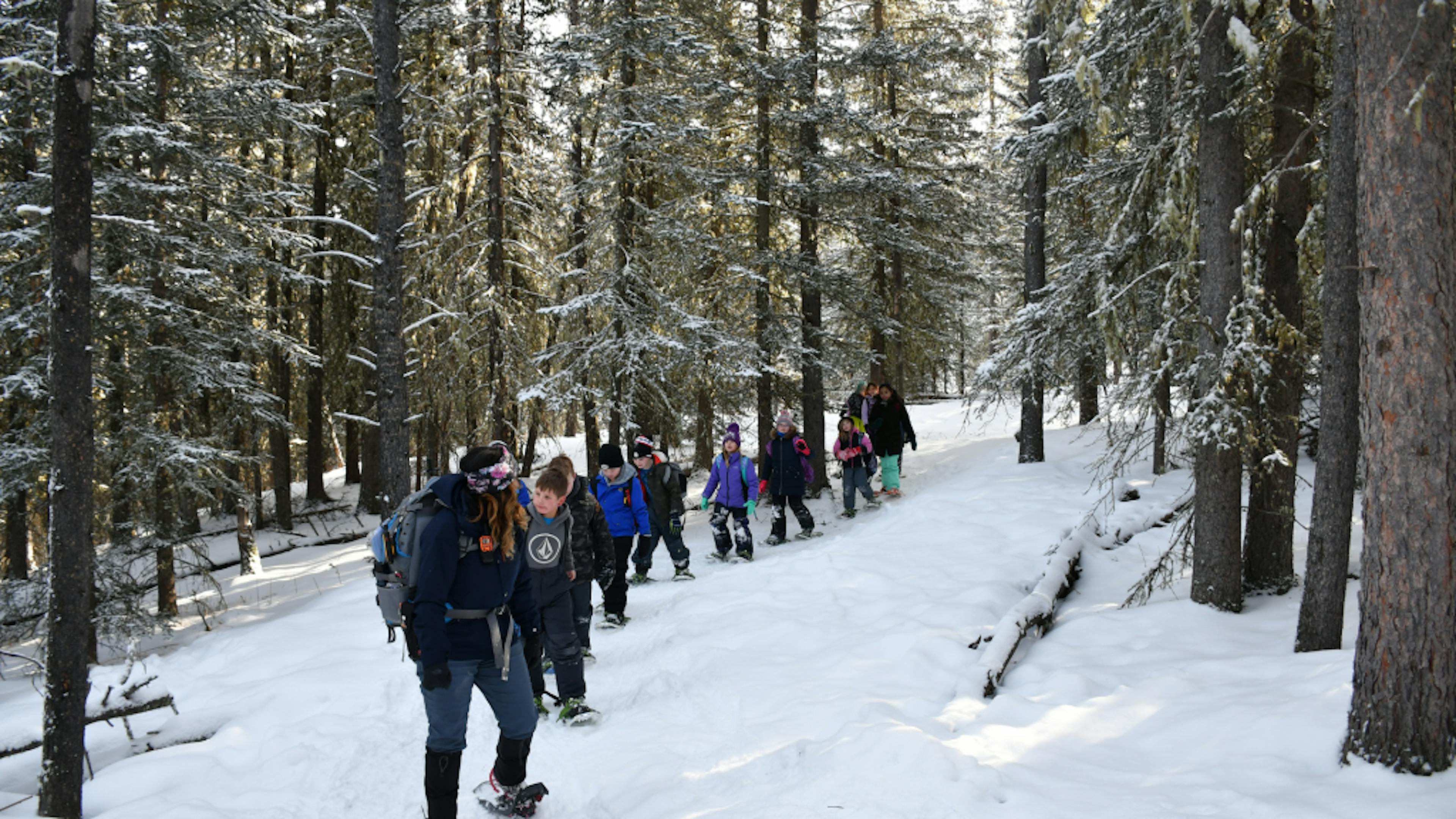 A group of snowshoers trudge through a snowy forest