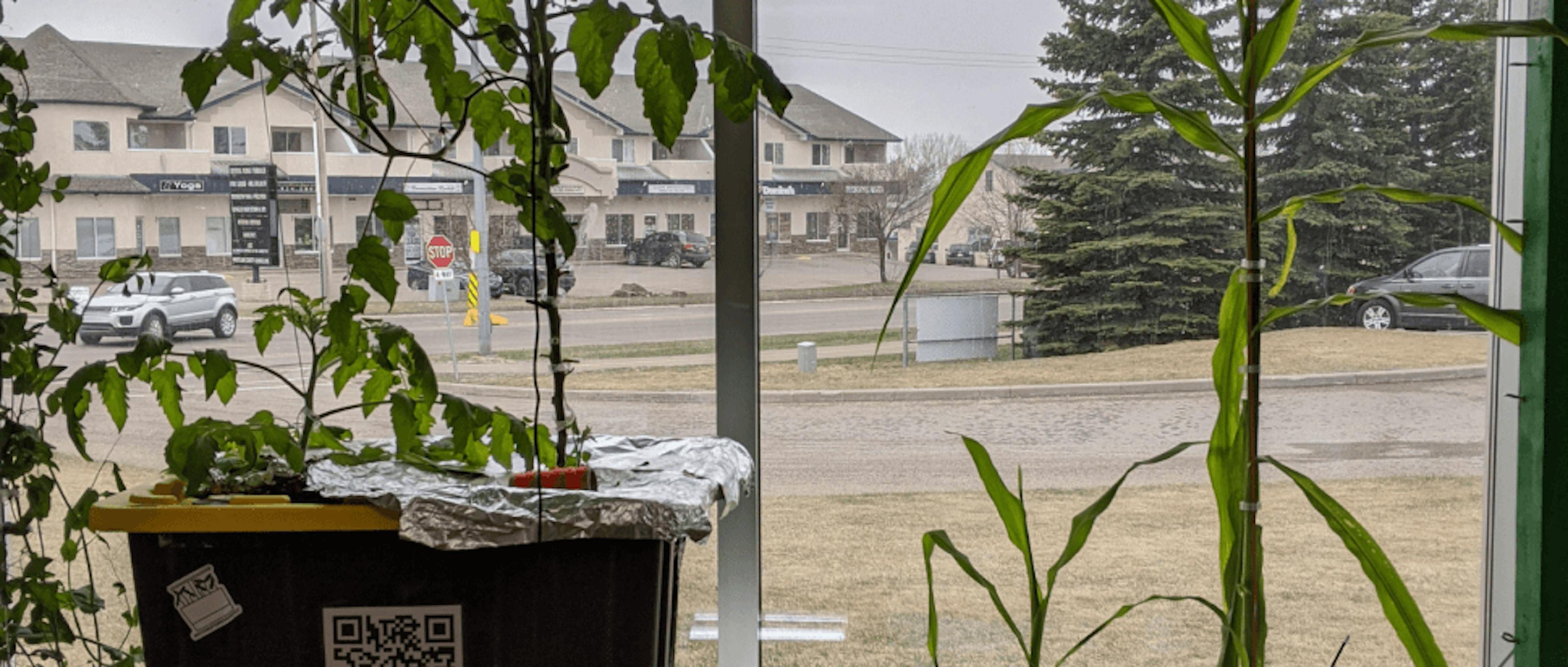 Plants being grown inside a building, near a window.