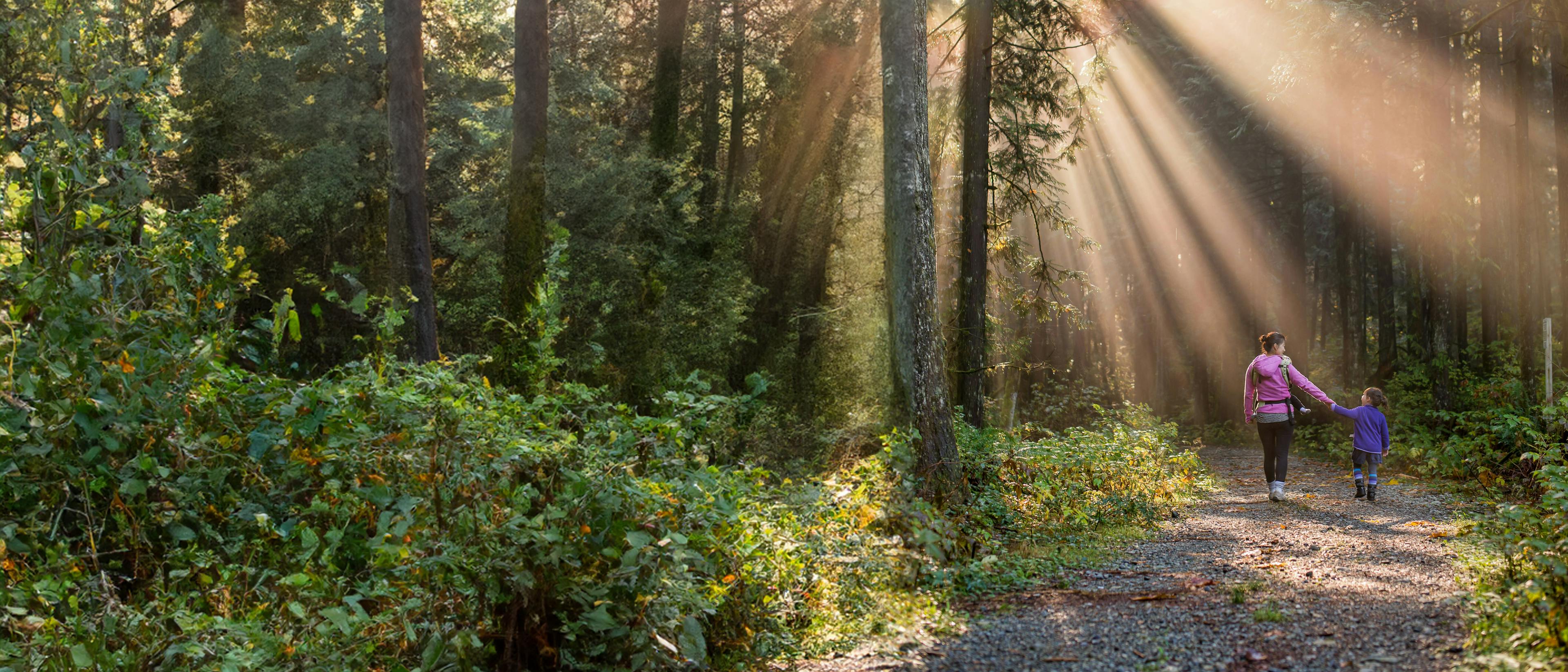 Adult and child walk hand in hand through a sunlit forest