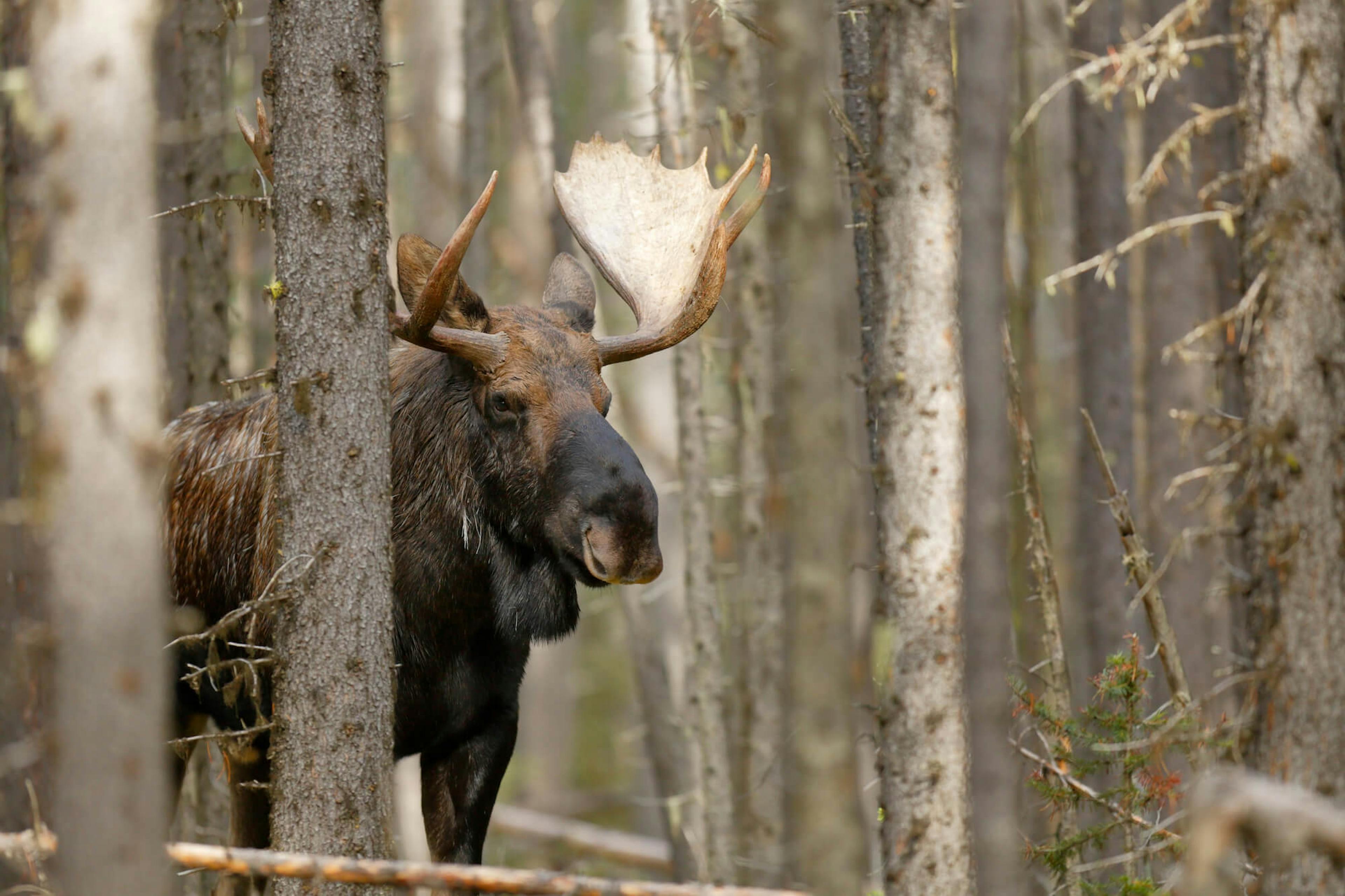 A moose peers through trees in a dense forest