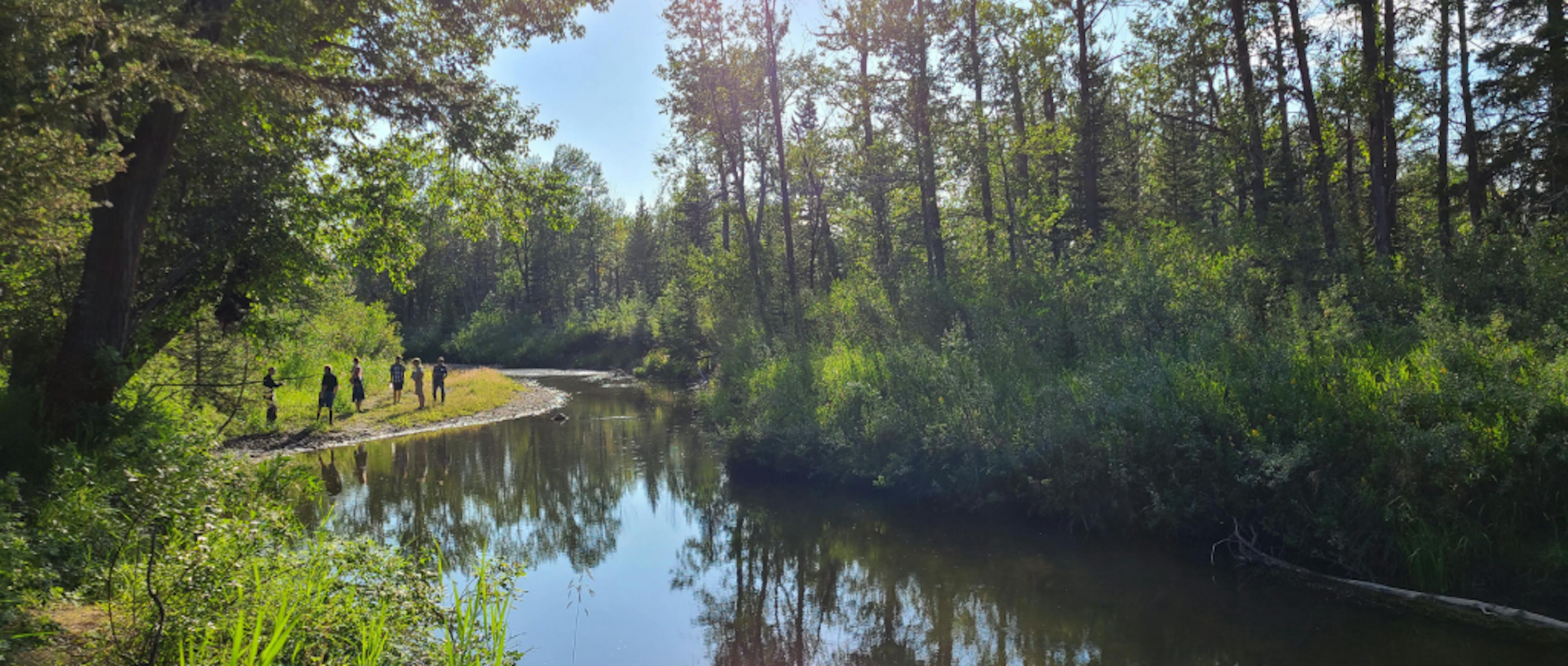 A group of volunteers walks alongside a forest creek