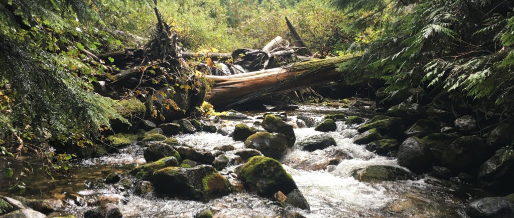 Rocky stream in a forest