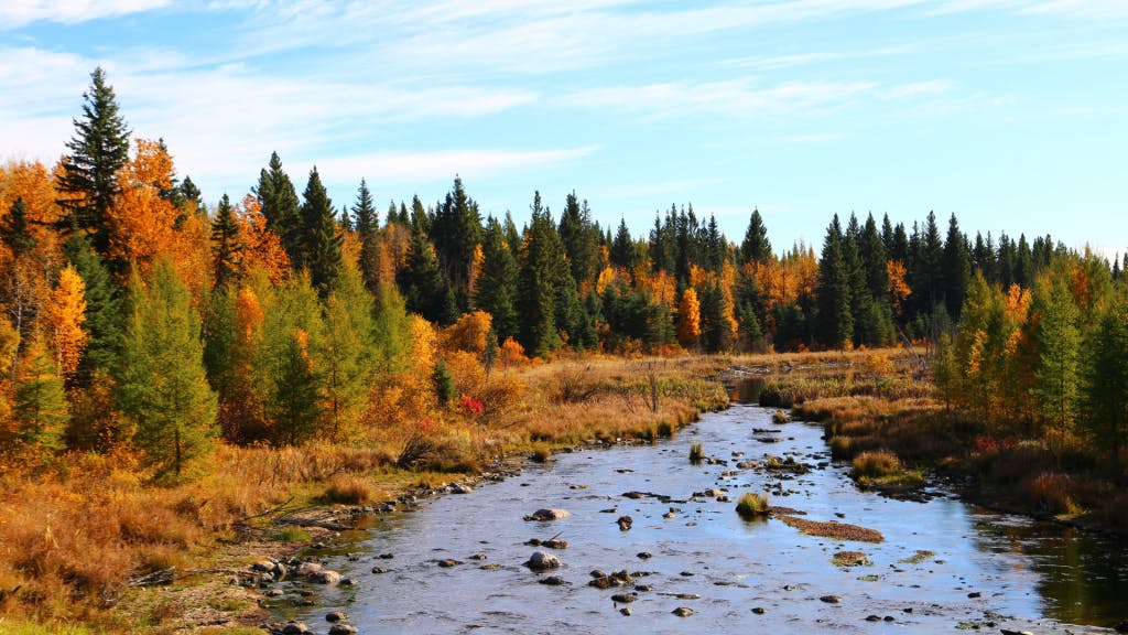 A river runs through autumn trees