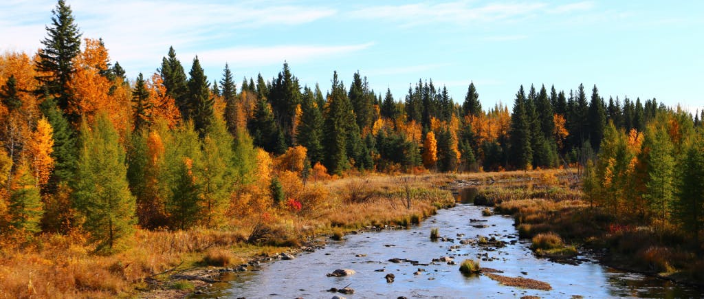 A river runs through autumn trees