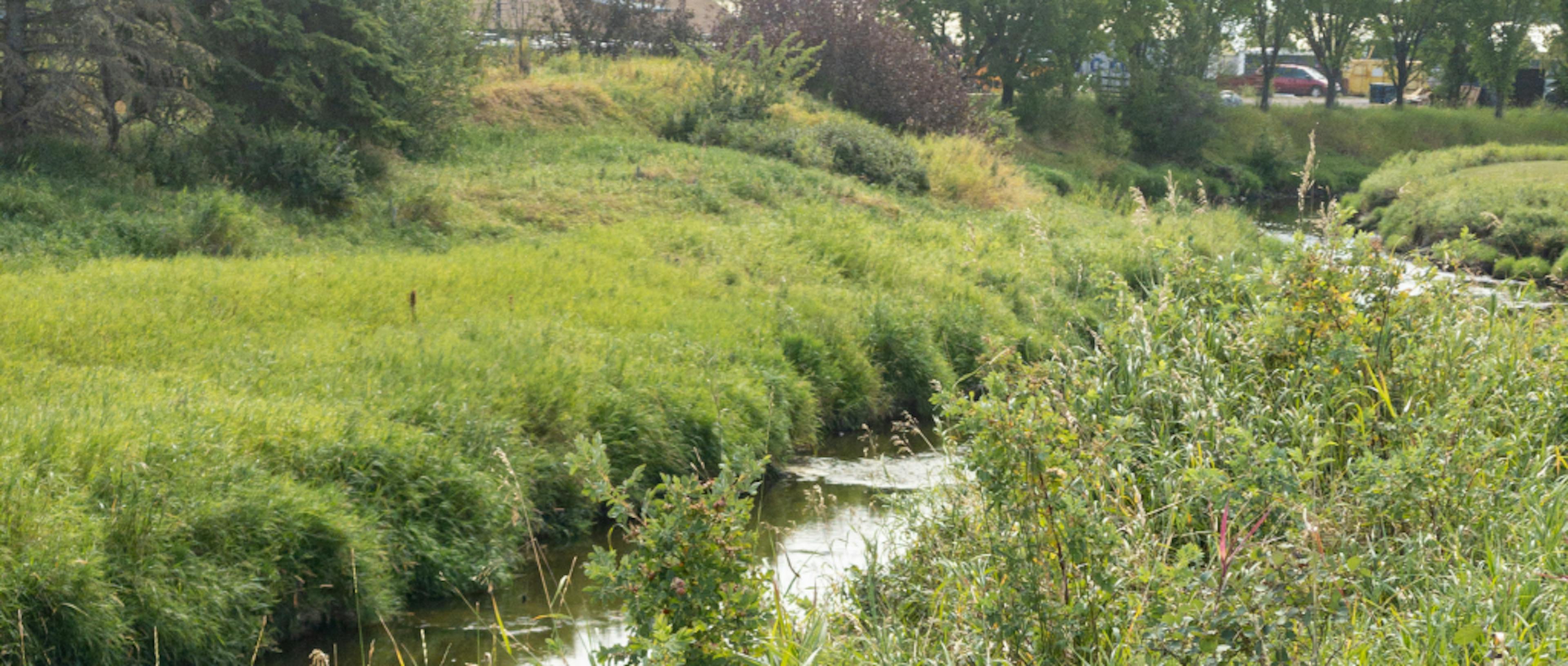 Nose Creek
