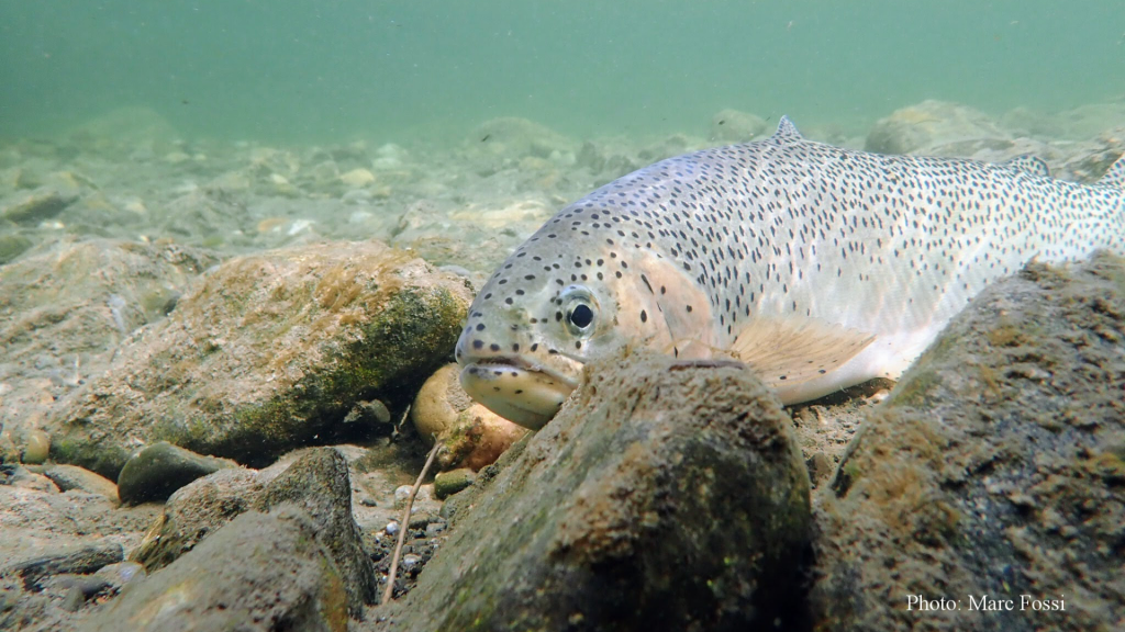 Getting Albertans Hooked On Native Trout | Alberta Ecotrust Foundation