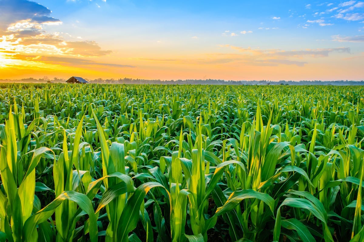 Food Waste - Whole Crop Purchase Research