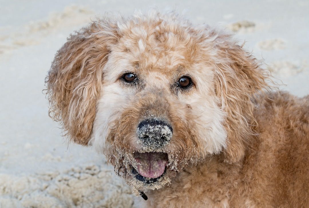 A day at the beach My sister Laya Clodes dog Monty having a huge amount of fun at the beach Monty is a Labradoodle