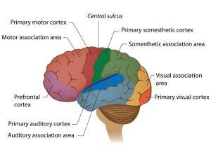 Short Term Memory - Prefontal Cortex