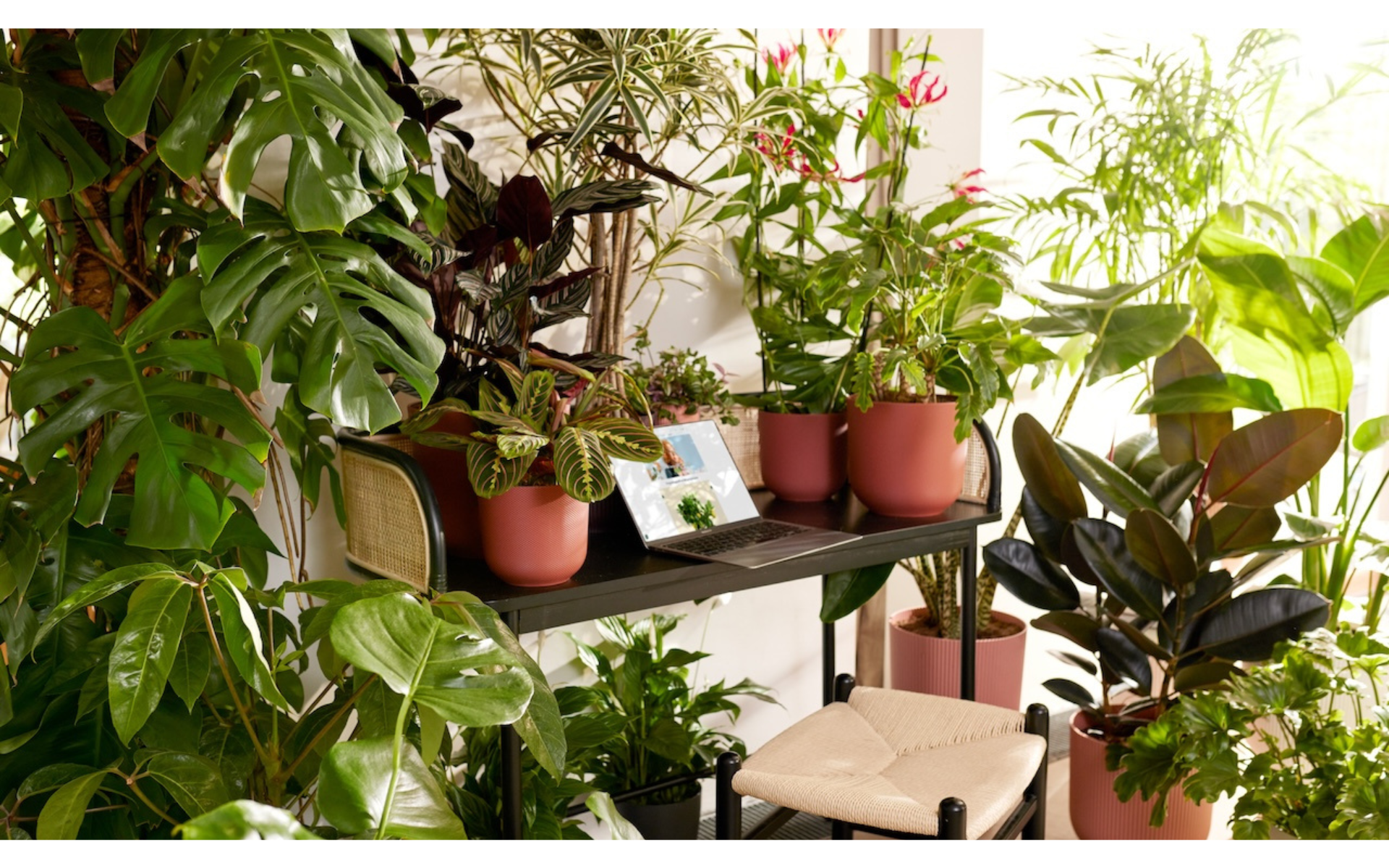 A small desk and chair surrounded by various potted houseplants in stylish elho planters, near a sunlit window. A laptop is open on the desk.