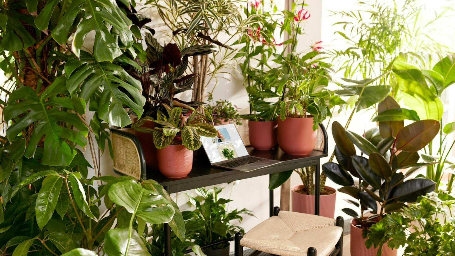 A small desk and chair surrounded by various potted houseplants in stylish elho planters, near a sunlit window. A laptop is open on the desk. A small desk and chair surrounded by various potted houseplants in stylish elho planters, near a sunlit window. A laptop is open on the desk.