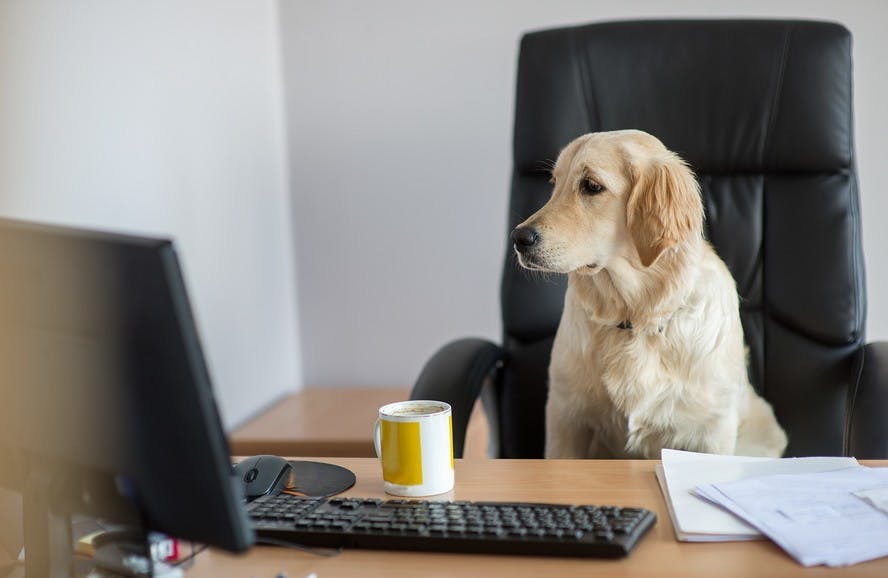 A Short Guide To The Pros And Cons Of Pets In The Office Eden