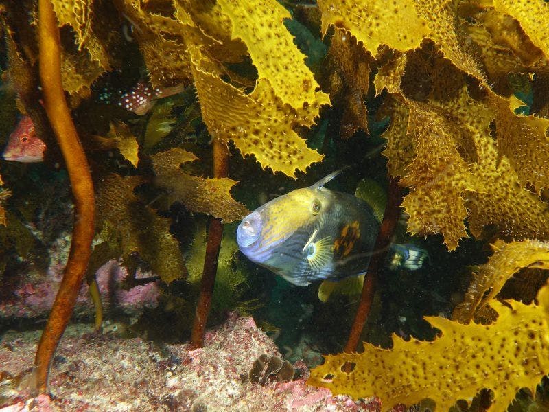 Six-spine leatherjacket hiding in the understorey of a kelp forest. (Photo: John Turnbull)