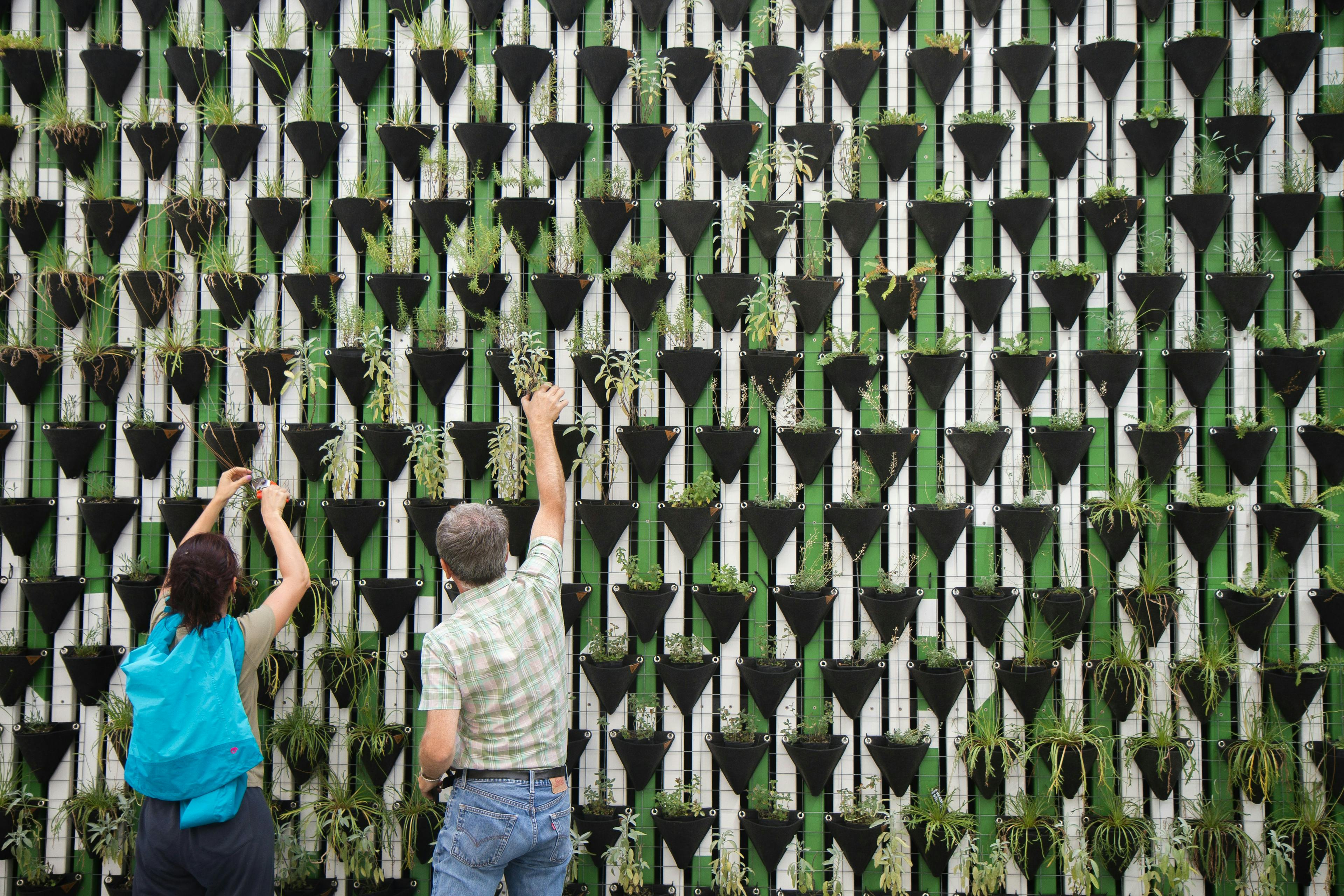 People adding plants to a green wall indicating the need for sustainable and green buildings and infrastructure.