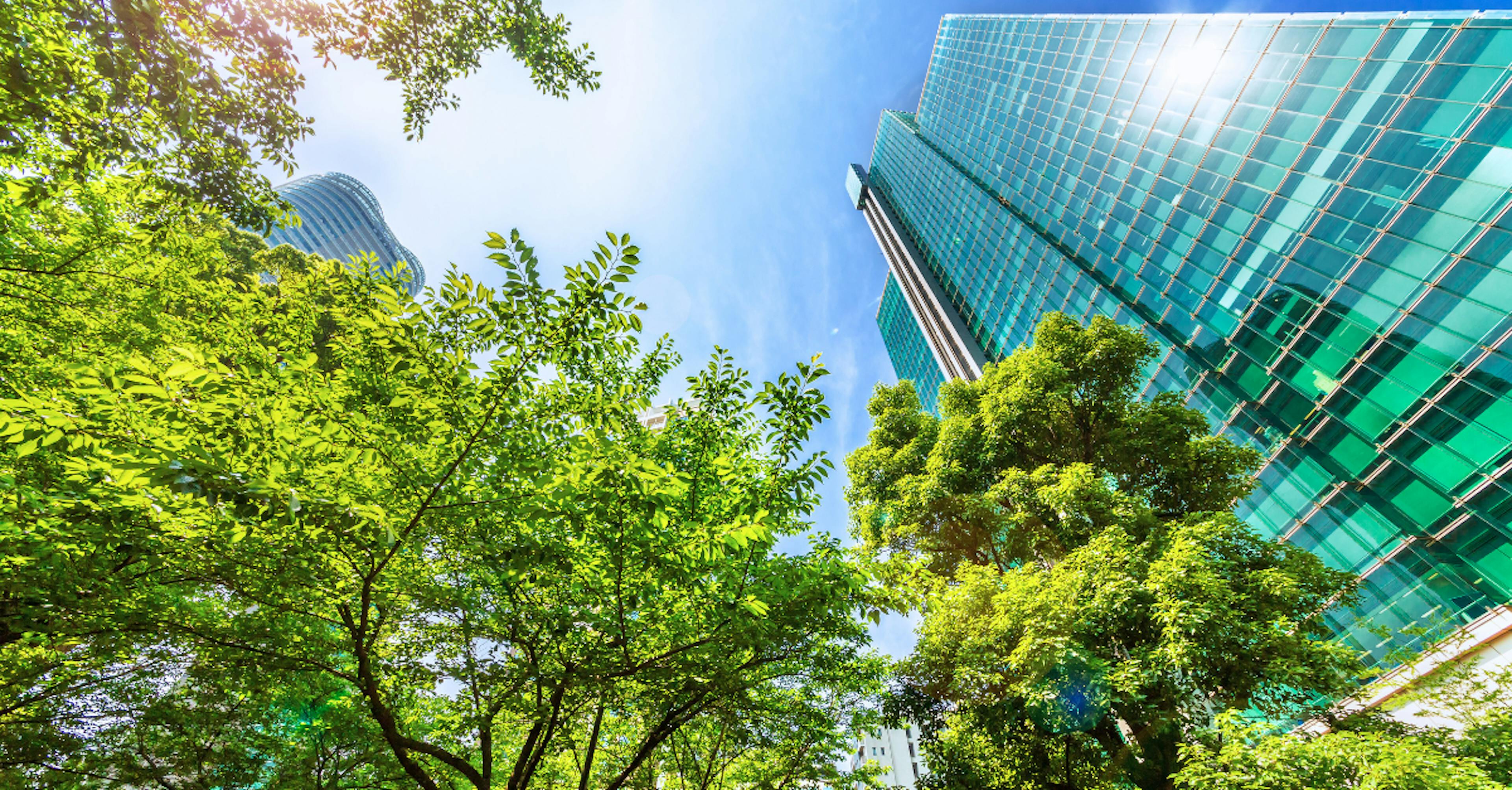 Urban forests are bringing back the critical green touch to metropolitan landscapes.