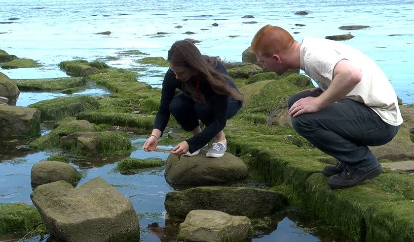 Seaside Gin Foraging