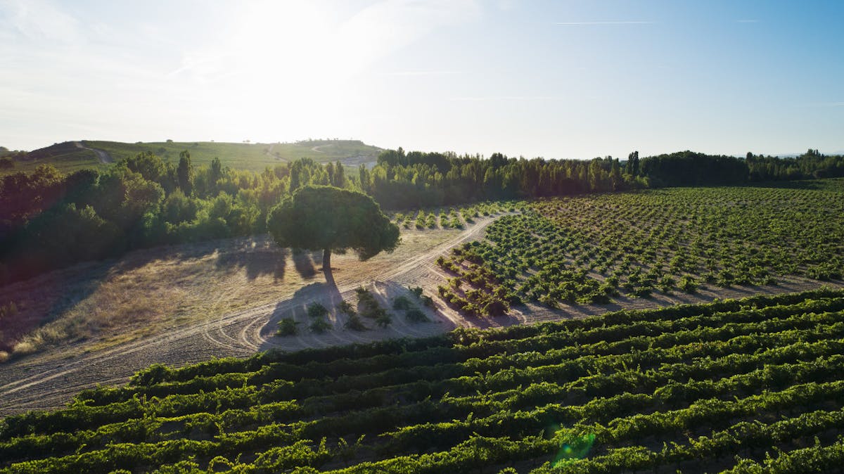 Weingut Dominio Fournier