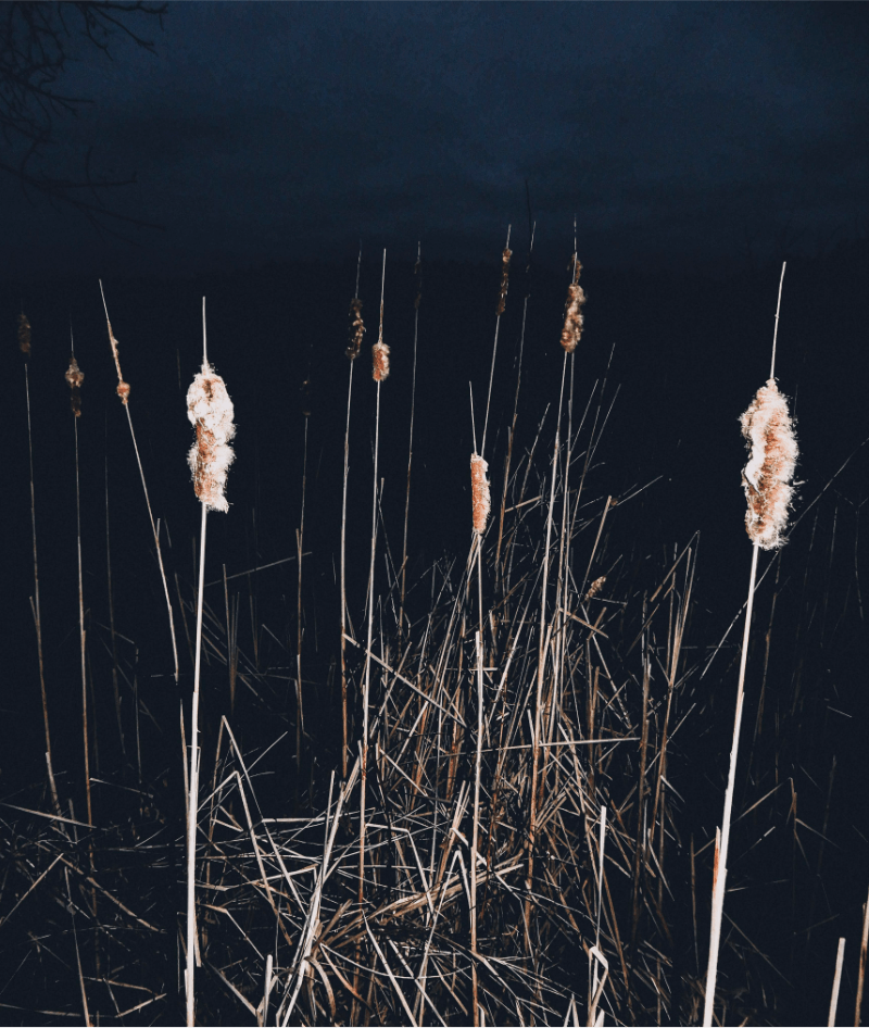 Cattails at night