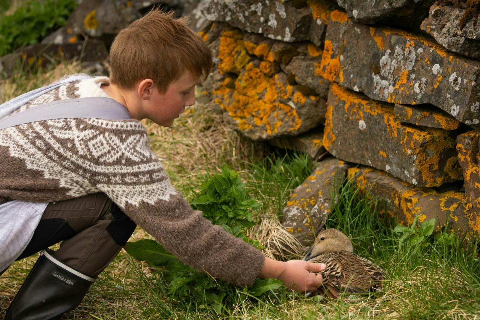 Icelandic boy checking on an eider duck