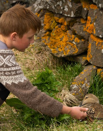 Young Icelander taking care of the eider duck