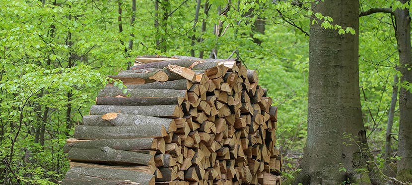 Un tas de bois entreposé dans la forêt