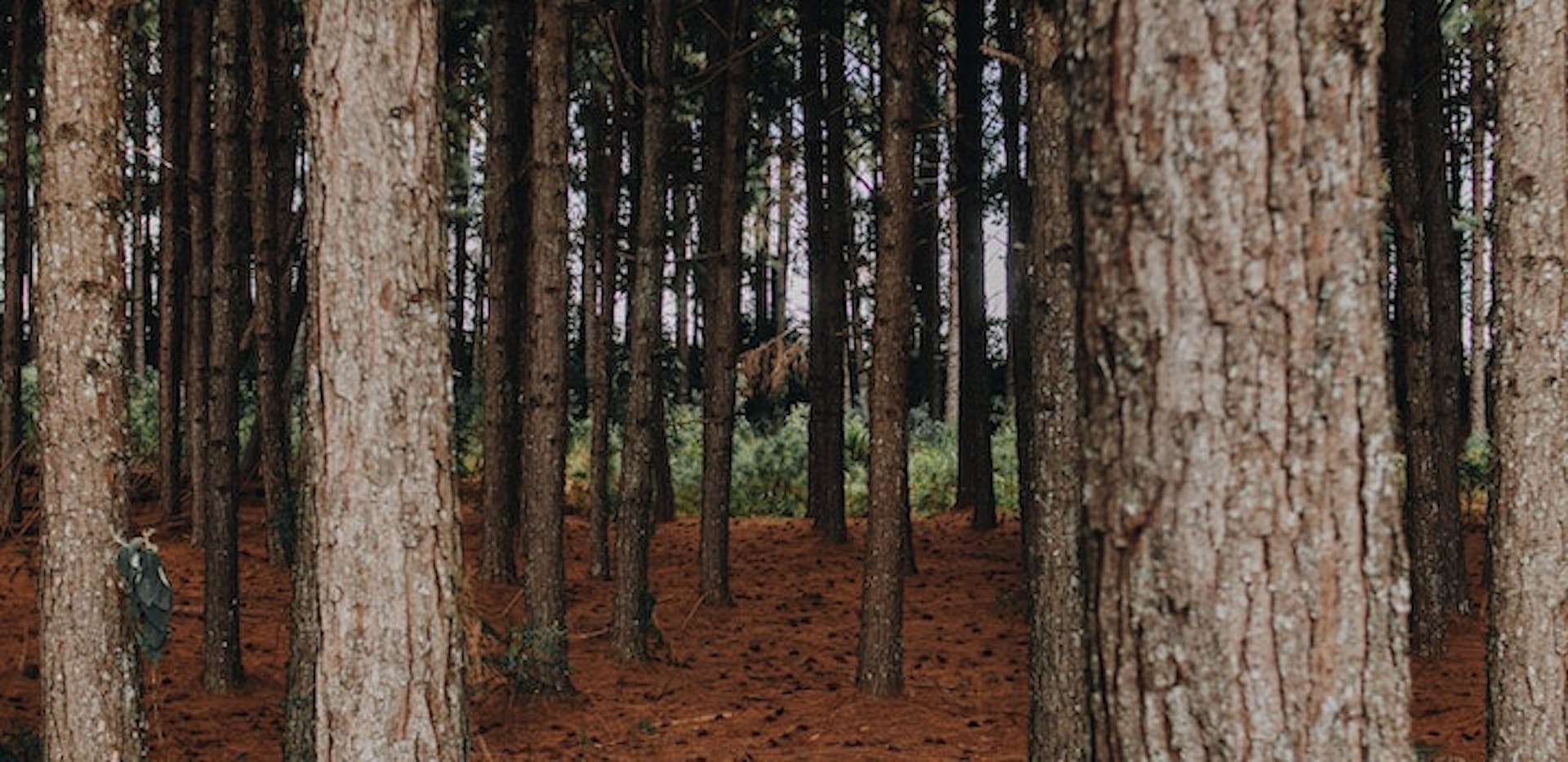Une forêt de bois