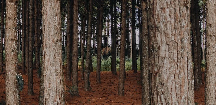 Une forêt de bois