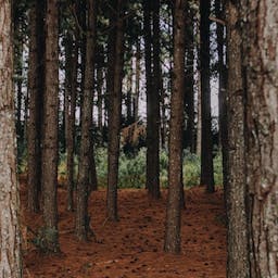 Une forêt de bois
