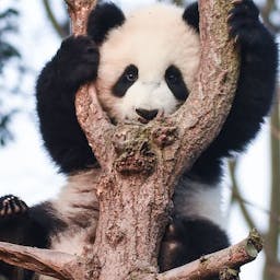 Le panda, symbole de la WWF