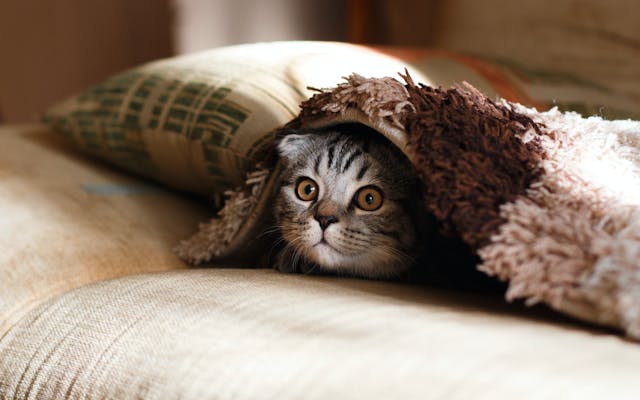 chat sous couverture 