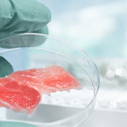 Viande in vitro, la viande sans tuer d'animaux 