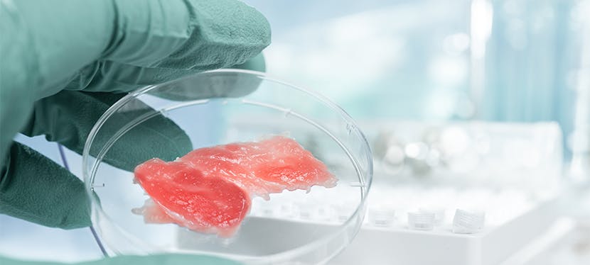 Viande in vitro : comment faire de la viande sans tuer des animaux ?