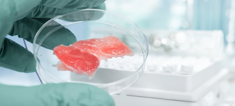 viande in vitro, la viande sans tuer d'animaux 
